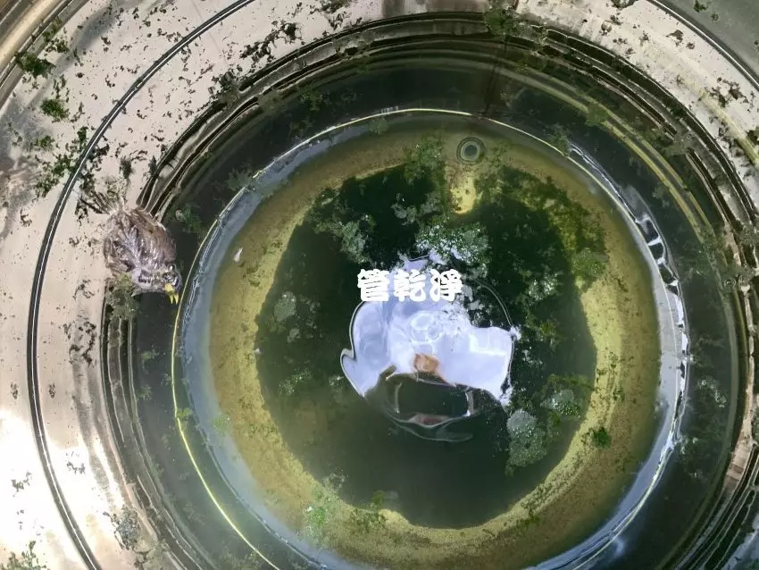紅線蟲,洗水管,清洗水塔,管乾淨,沉積物